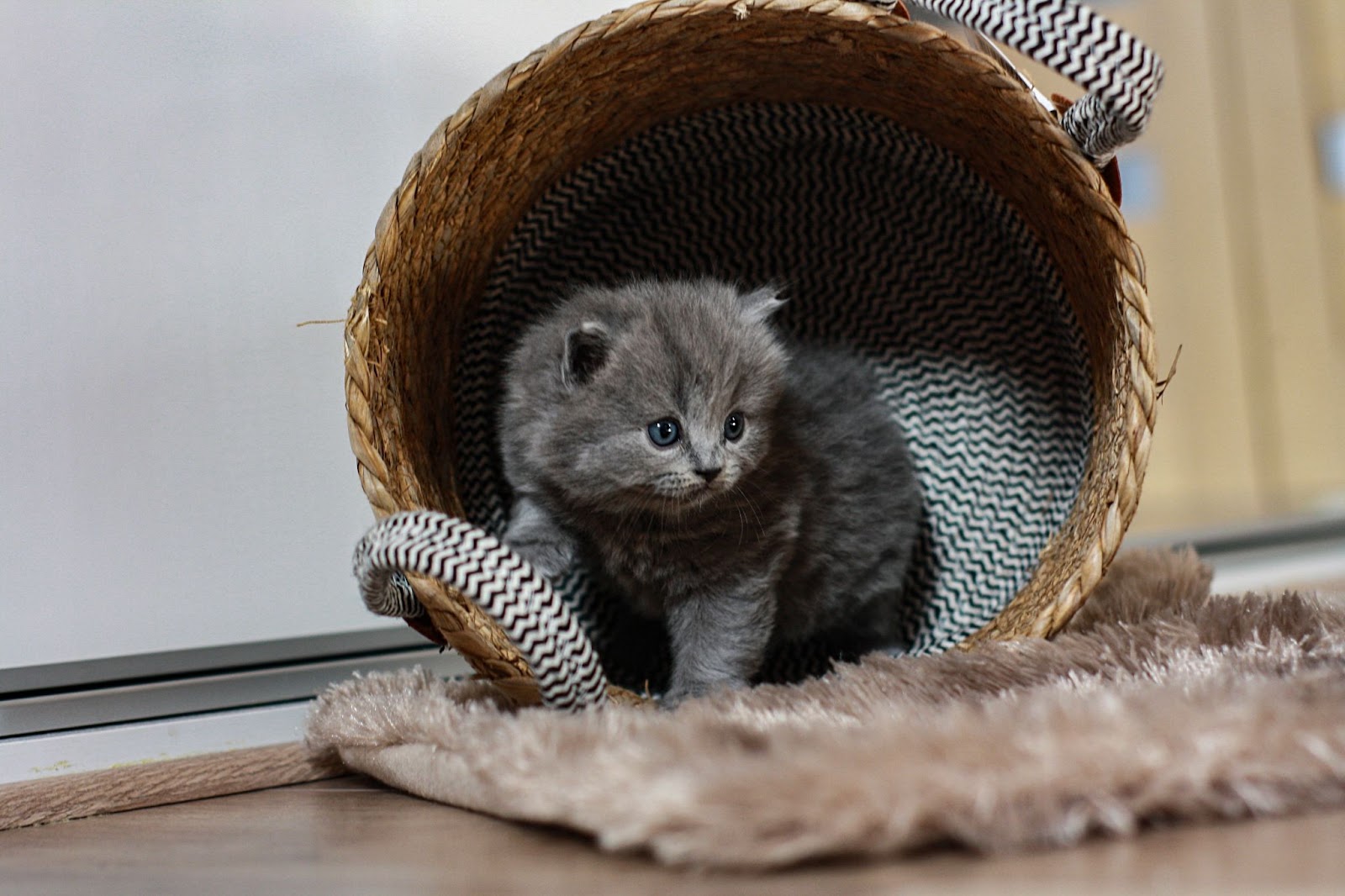 Tips for Choosing the Best Cat Boarding Services